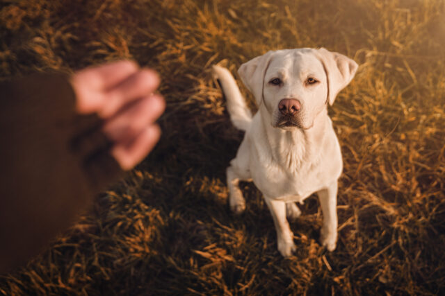 young labrador retriever